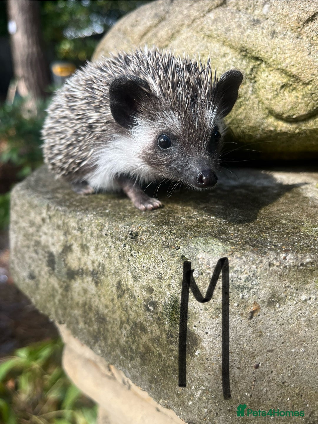Pygmy Hedgehog rodents for sale: Reverse pinto young girl & dark boy ready now  - Image 5