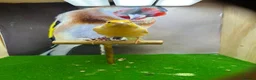 Canaries birds for sale: Male red dimorphic canaries  - Advert 3