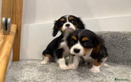 Cavalier King Charles Spaniel dogs for sale: Cavalier puppies  - Image 4