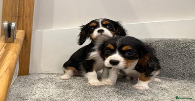 Cavalier King Charles Spaniel dogs - Advert 2