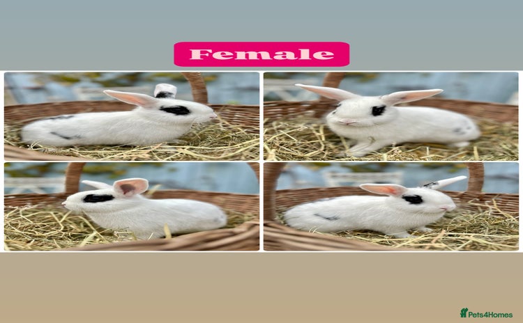 Mini Lop rabbits - Advert 15