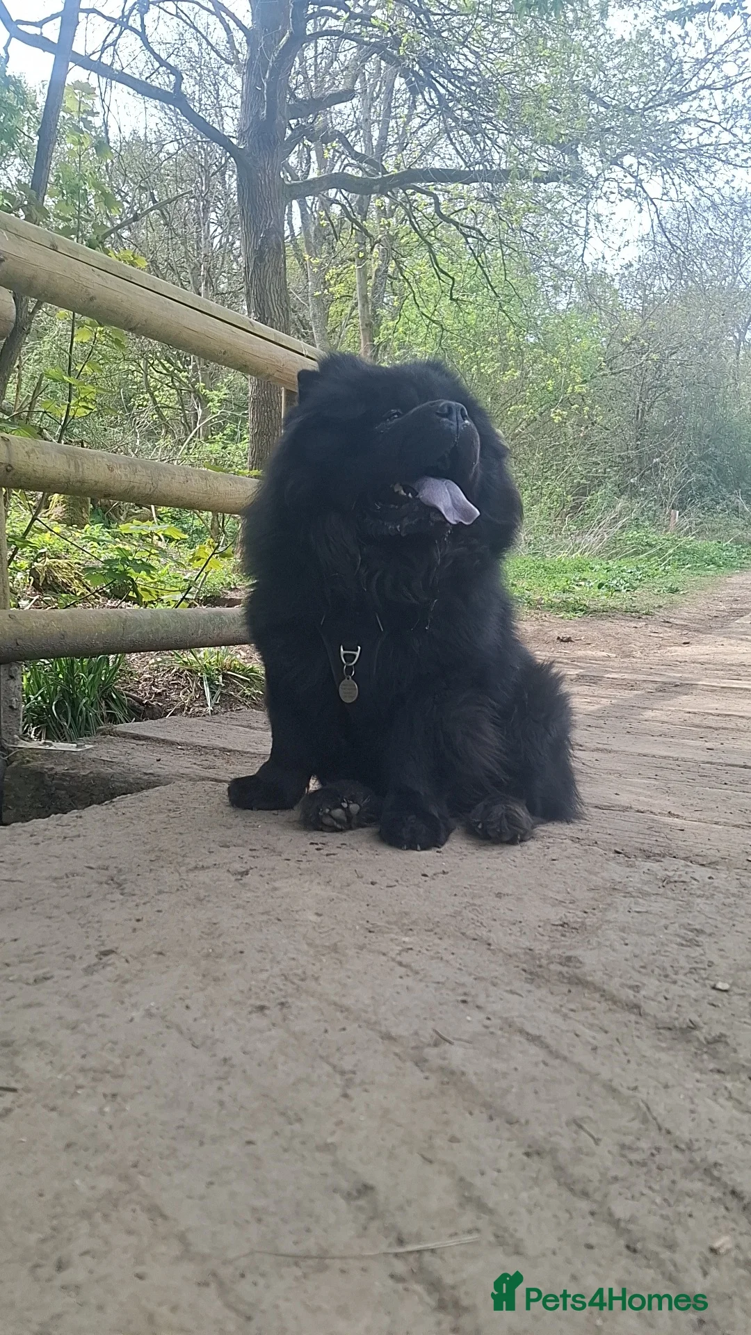 Chow Chow dogs for stud: Sire JIMMY , rainbow producer . in Gloucester - Advert 8