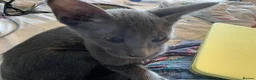 Oriental cats for sale: 2. stunning oriental kittens now available  - Advert 3