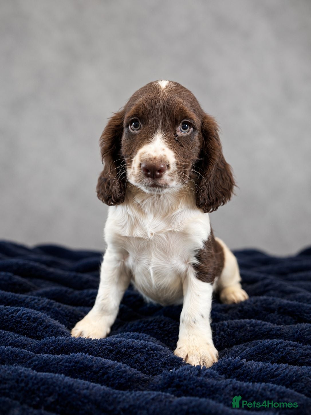Cocker Spaniel dogs Cocker Spaniel Last Boy Ready Now - Advert 1