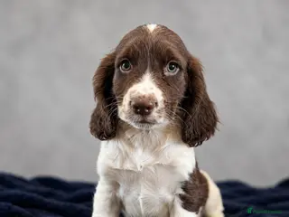 Cocker Spaniel dogs Cocker Spaniel Last Boy Ready Now - Advert 1