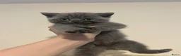 British Shorthair cats for sale: Blue British shorthair✨ - Advert 2