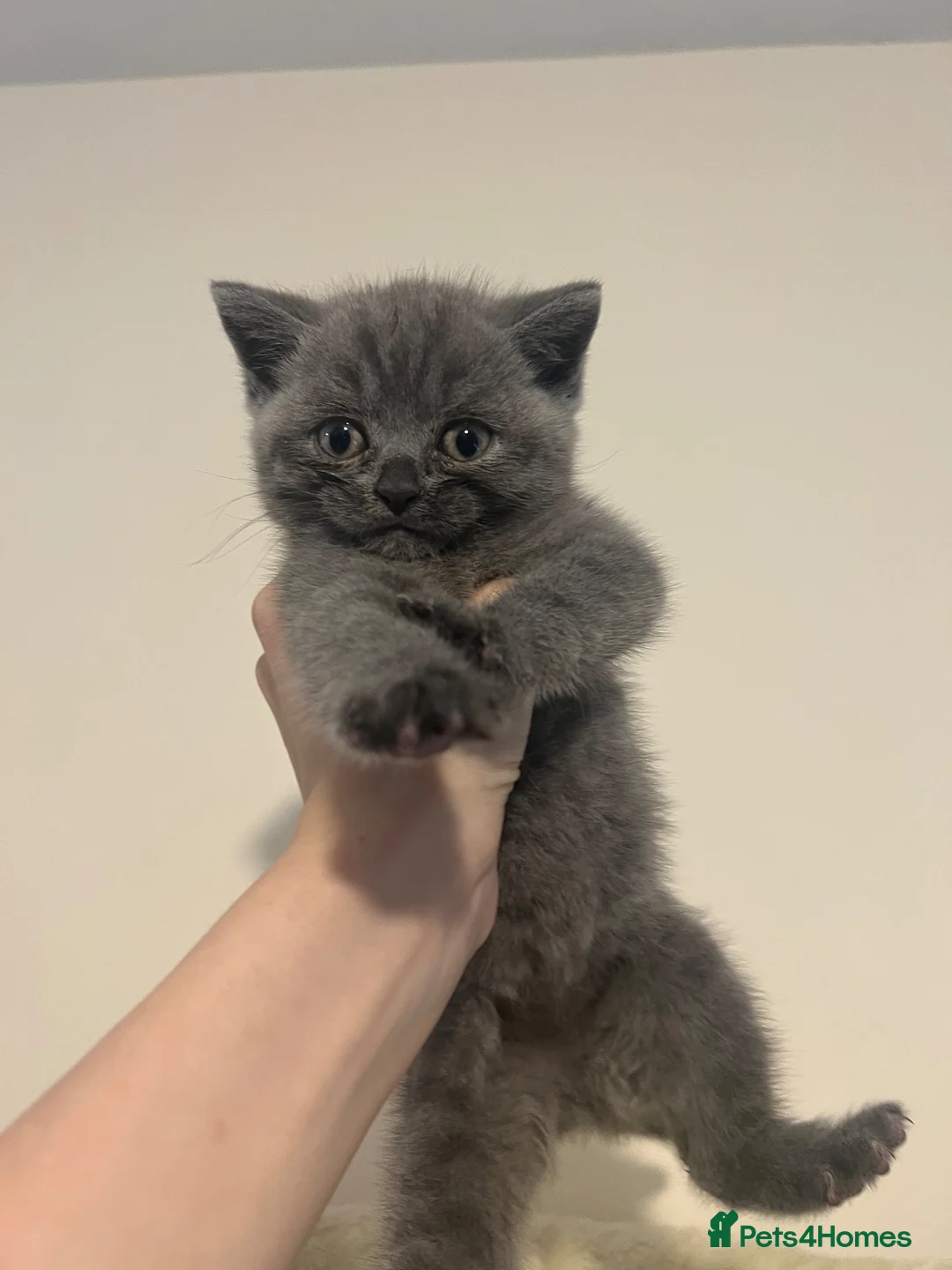 British Shorthair cats for sale: Blue British shorthair✨ - Advert 2
