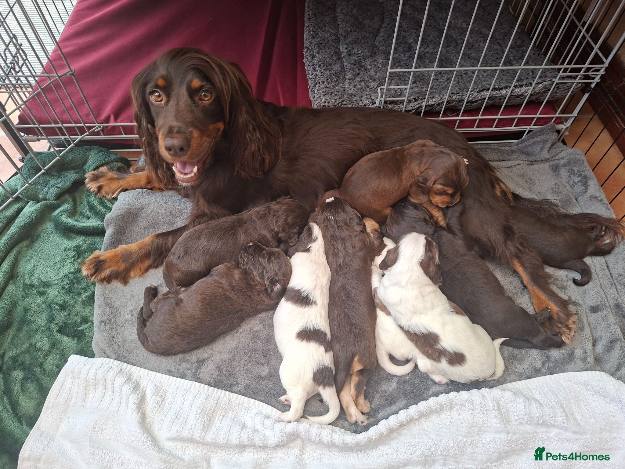 Cocker Spaniel dogs Gorgeous litter of Cocker Spaniel Puppies - Advert 1