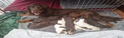 Cocker Spaniel dogs for sale: Gorgeous litter of Cocker Spaniel Puppies - Advert 1