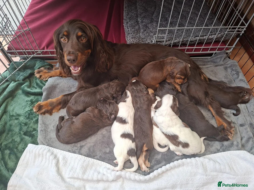Cocker Spaniel dogs for sale: Gorgeous litter of Cocker Spaniel Puppies - Advert 1