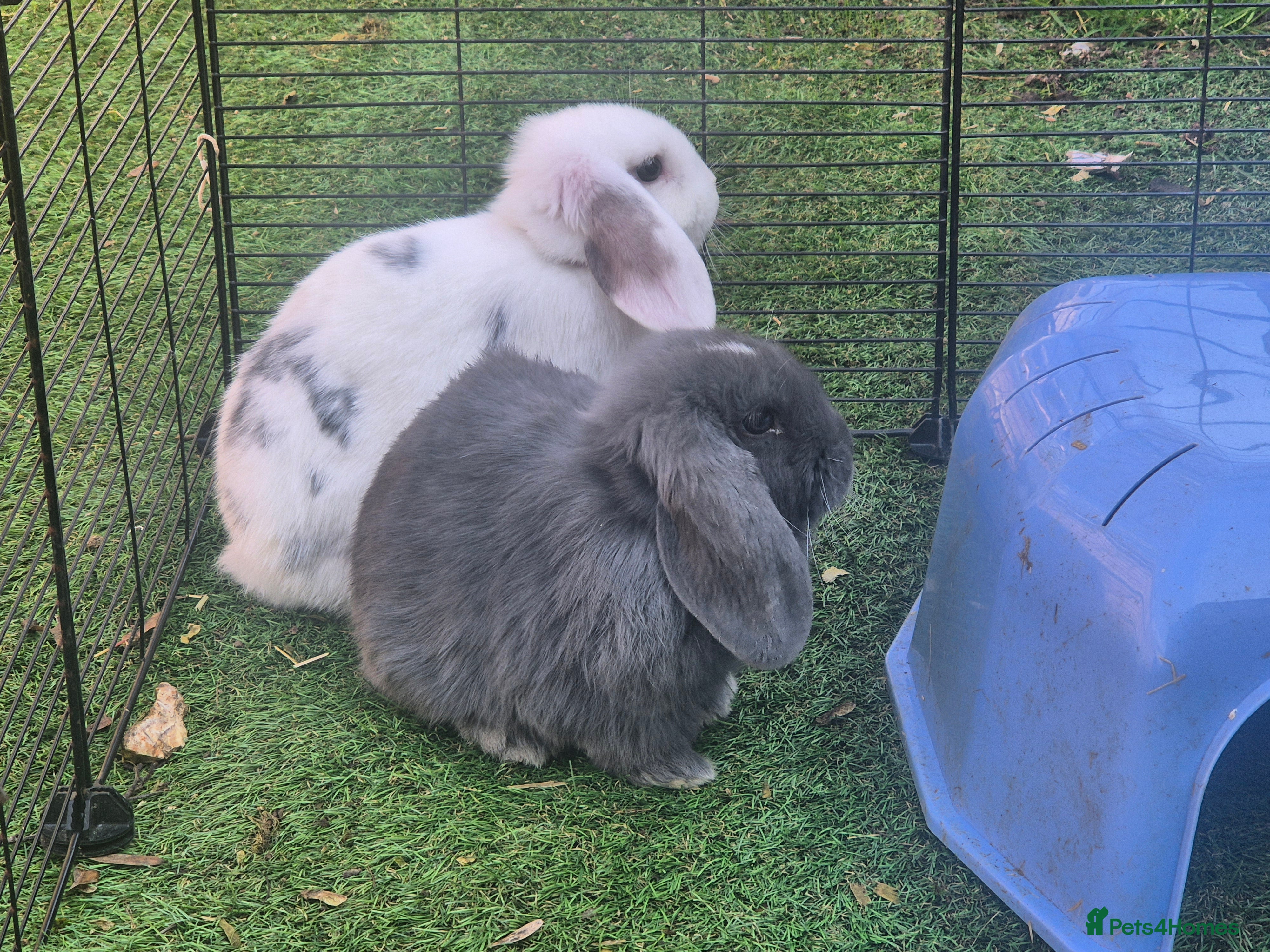 Mini Lop rabbits Last 2 remaining girls 8 weeks old - Advert 18