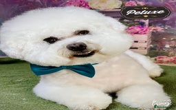 Bichon Frise dogs for stud: Bichon Frise for stud in Corby - Image 1