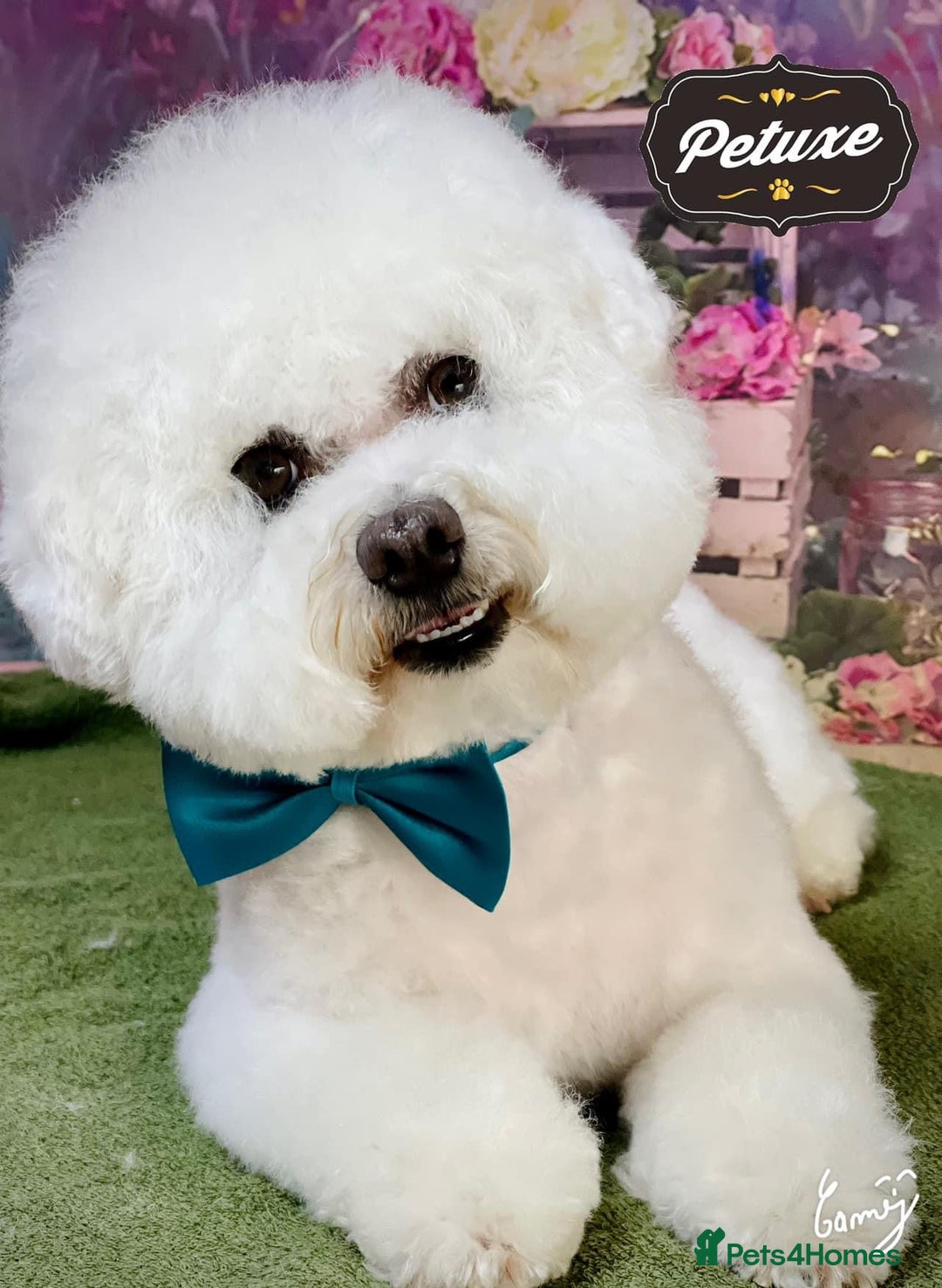 Bichon Frise dogs for stud: Bichon Frise for stud in Corby - Image 1