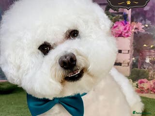 Bichon Frise dogs Bichon Frise for stud in Corby - Advert 7