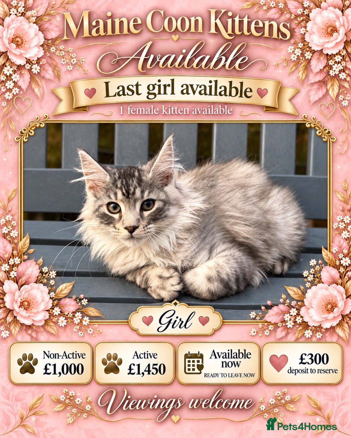 Maine Coon cats GCCF GIRL AVAILABLE – READY TO LEAVE NOW - Advert 18