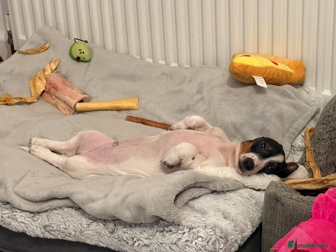 Miniature Dachshund dogs for sale: Mini piebald male dachshund  - Advert 7