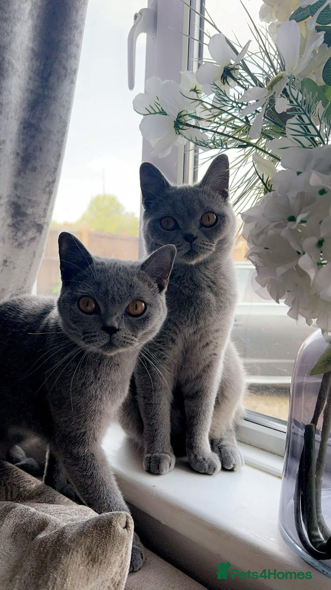 British Shorthair cats for sale: SILVER TABBY BRITISH SHORT HAIR - Advert 6