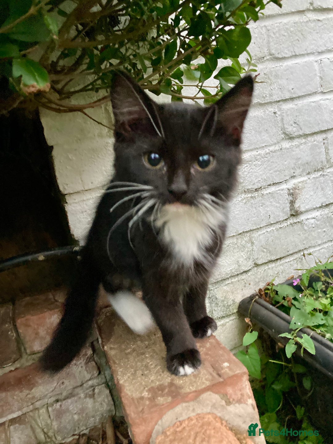 British Shorthair cats for sale: Loving kittens looking for a loving home - Image 1