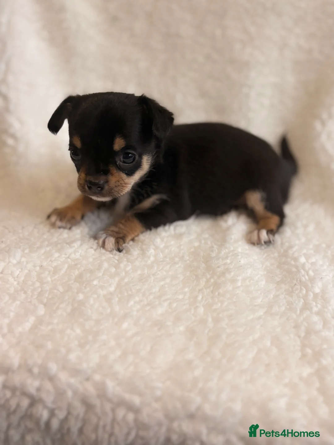 Chihuahua dogs for sale: Chihuahua Puppies - Advert 22
