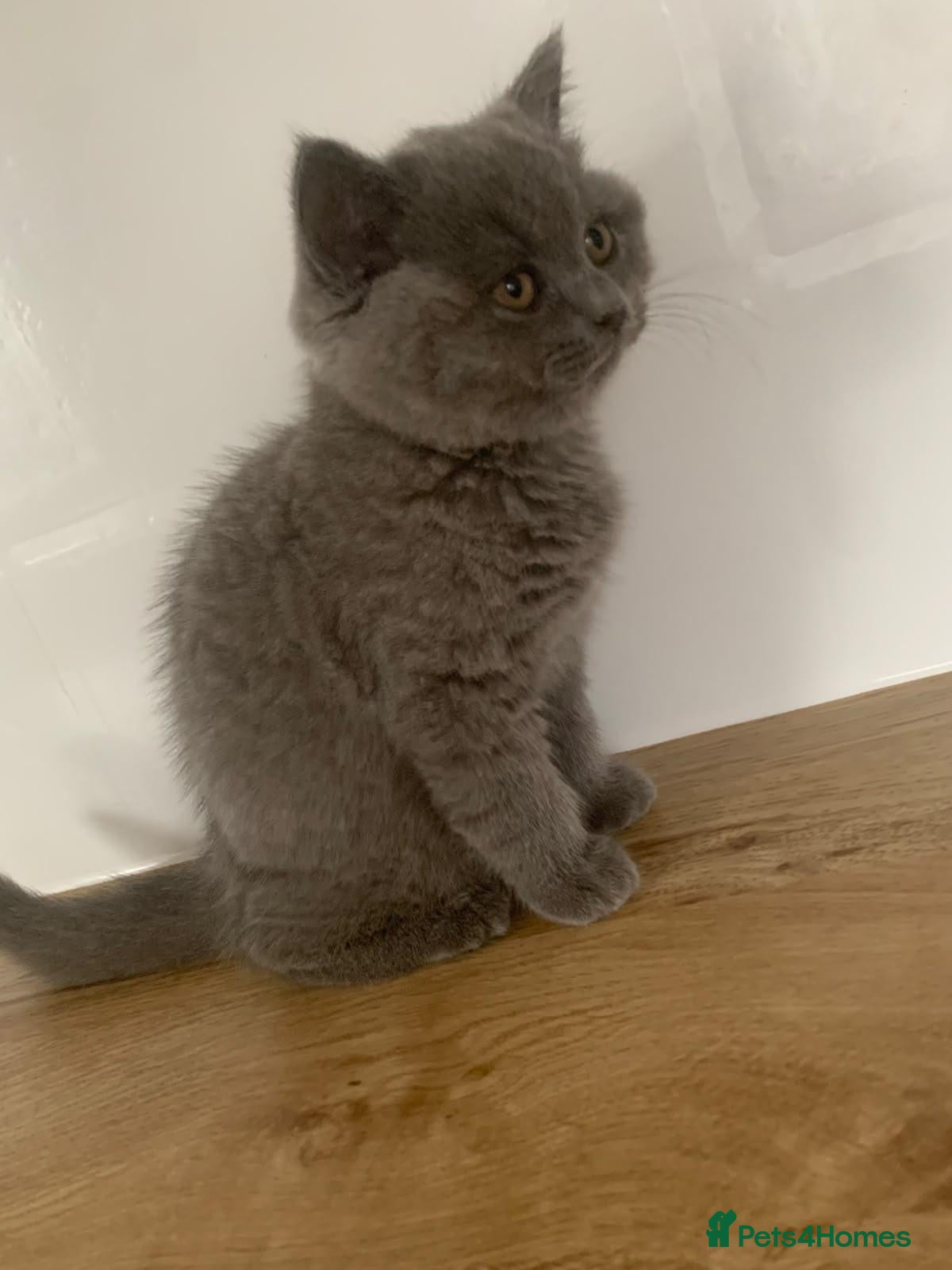British Shorthair cats Chunky pedigree Bsh girl  - Advert 2
