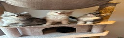 Maine Coon cats for sale: Stunning Mainecoon Kittens - Advert 4