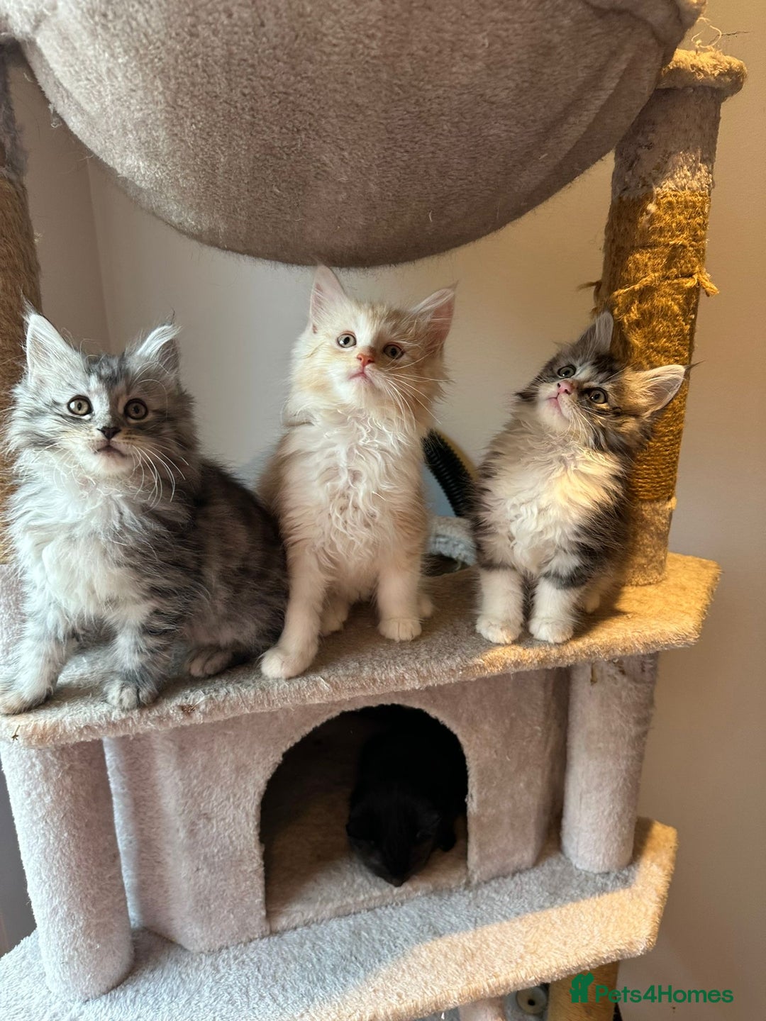 Maine Coon cats for sale: Stunning Mainecoon Kittens - Advert 4