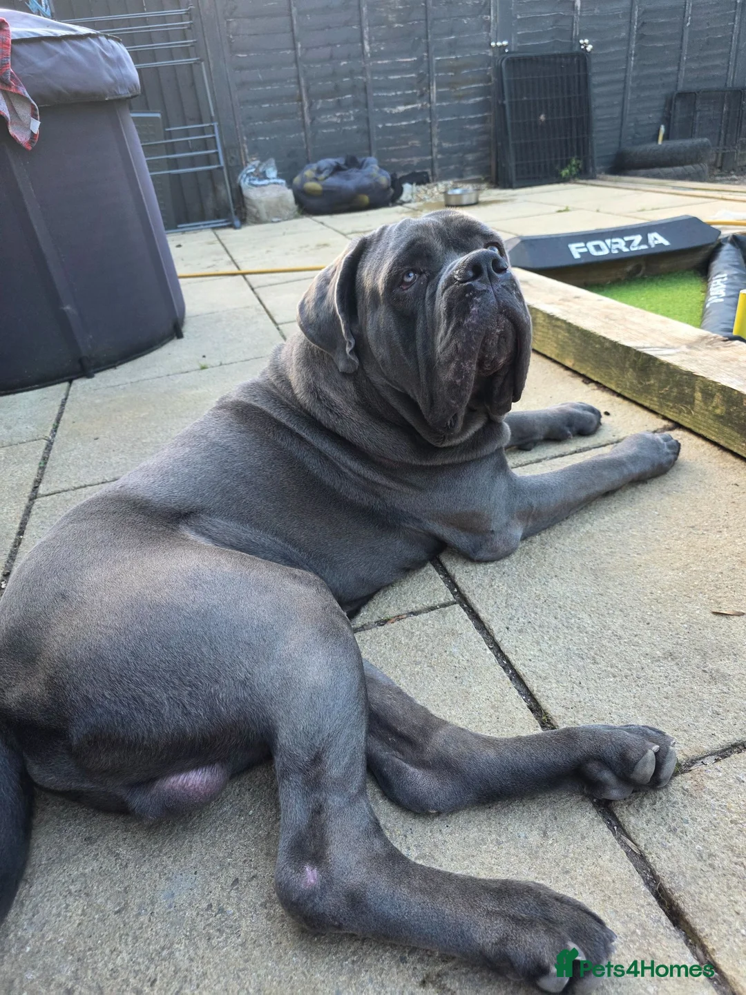 Cane Corso dogs for sale: ⭐️ ICCF 1 YEAR OLD MALE ⭐️ in Longfield - Advert 2