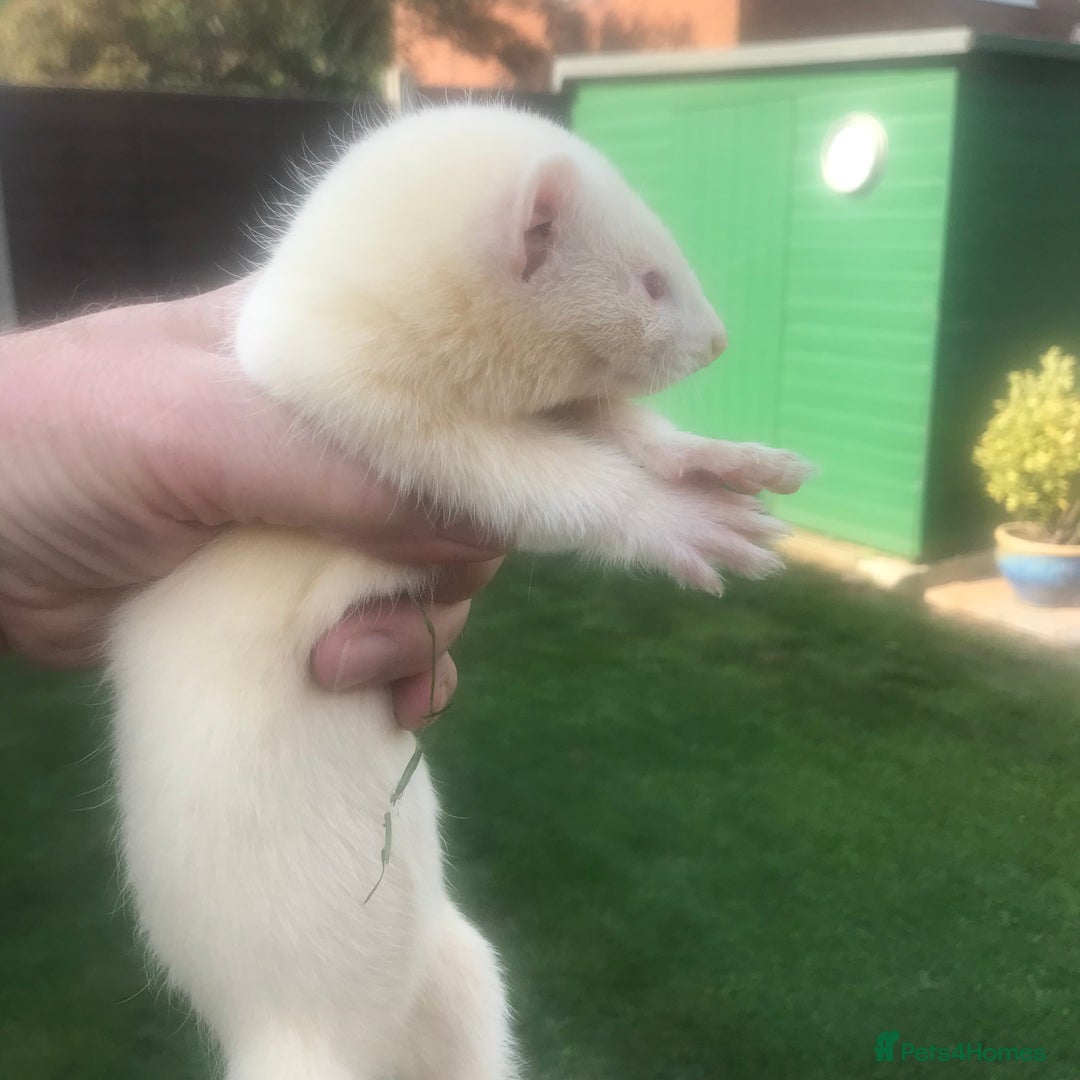 Ferret rodents for sale: Ferrets  - Image 2