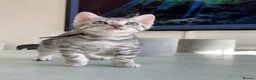 Bengal cats for sale: ✨NEW✨ TICA Pedigree Championship Bengal Kittens - Advert 16