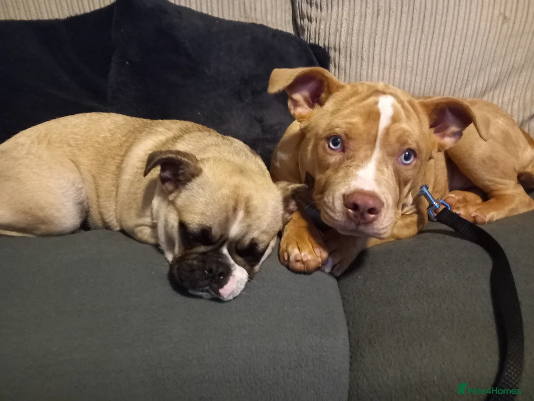 Mixed Breed dogs for sale: Beautiful girls needs a new home  - Advert 4