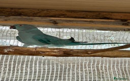 Ringnecks birds for sale: Proven 2022 hen for breeding with cage - Image 4