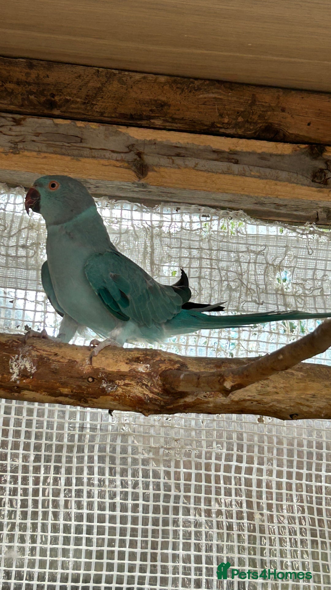 Ringnecks birds for sale: Proven 2022 hen for breeding with cage - Image 4