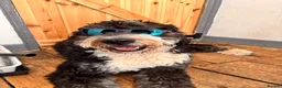 Bernedoodle dogs for sale: 2 yr old Bernedoodle- Male  - Advert 11