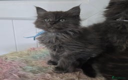 Maine Coon cats for sale: Stunning GCCF Maine Coon kittens  - Image 22