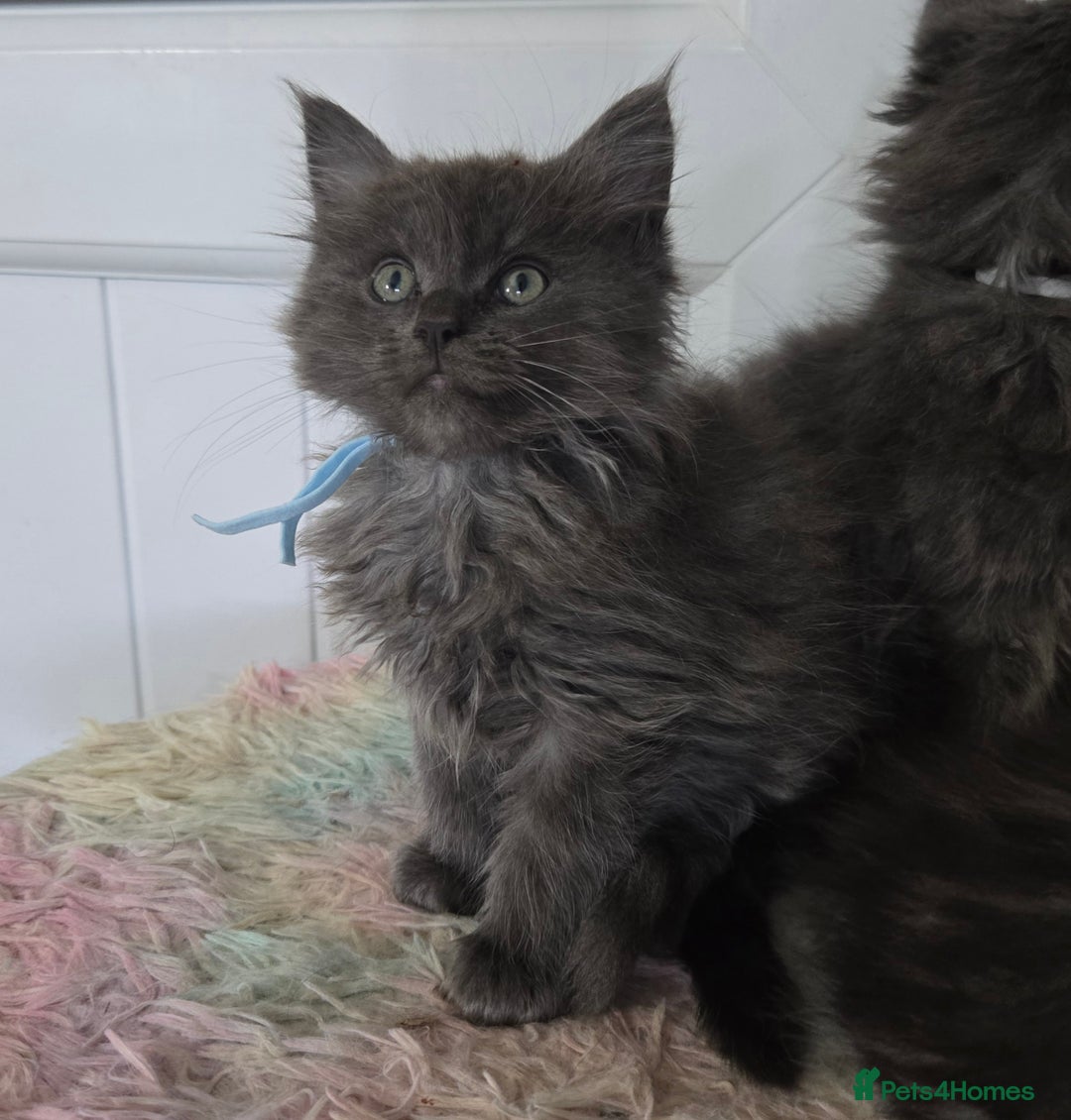 Maine Coon cats for sale: Stunning GCCF Maine Coon kittens  - Image 22