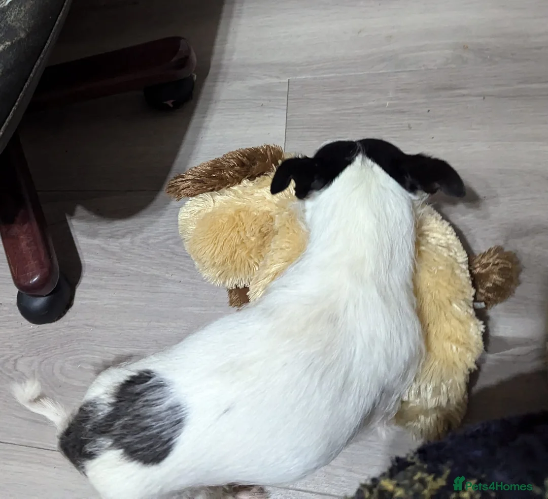 Jack Russell dogs for sale: Bella - Advert 6