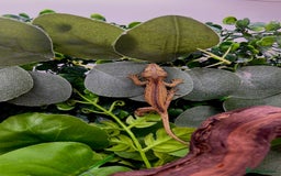 Gecko reptiles for sale: High red gargoyle gecko babies - Image 10