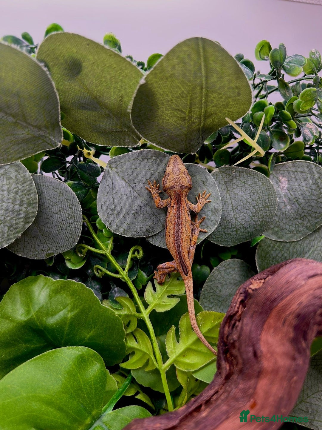 Gecko reptiles for sale: High red gargoyle gecko babies - Image 10