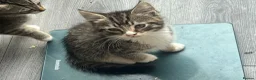 Mixed Breed cats for sale: Kittens need forever homes  in Halesowen - Advert 3