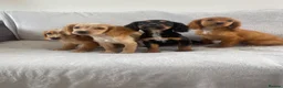Cocker Spaniel dogs for sale: 4 outstanding cocker spaniels  - Advert 3