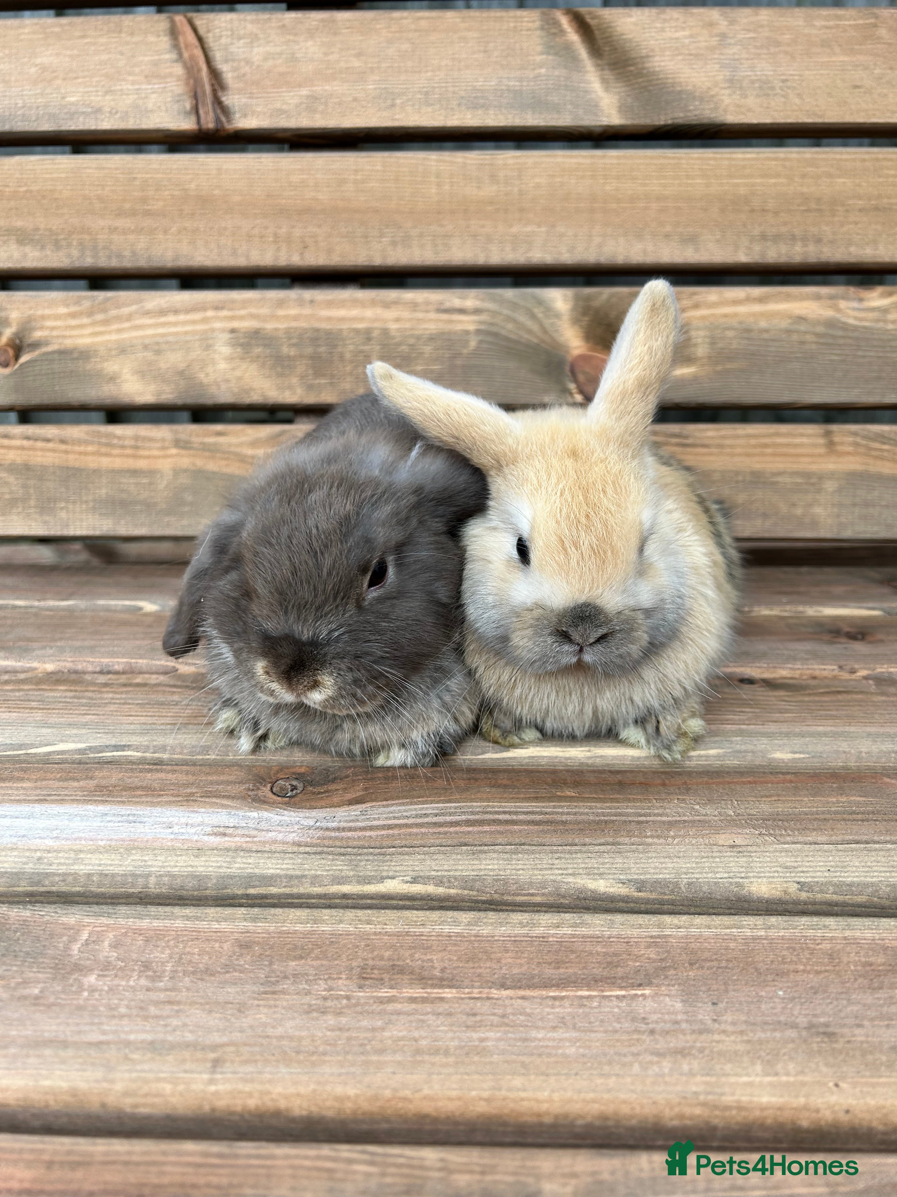 Mini Lop rabbits 🐰Two beautiful mini lops - Ready Now 🐰 - Advert 1