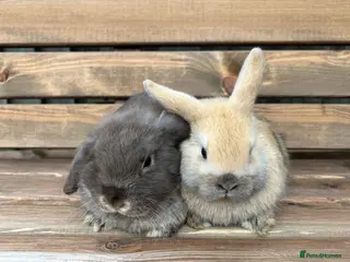 Mini Lop rabbits 🐰Two beautiful mini lops - Ready Now 🐰 - Advert 1