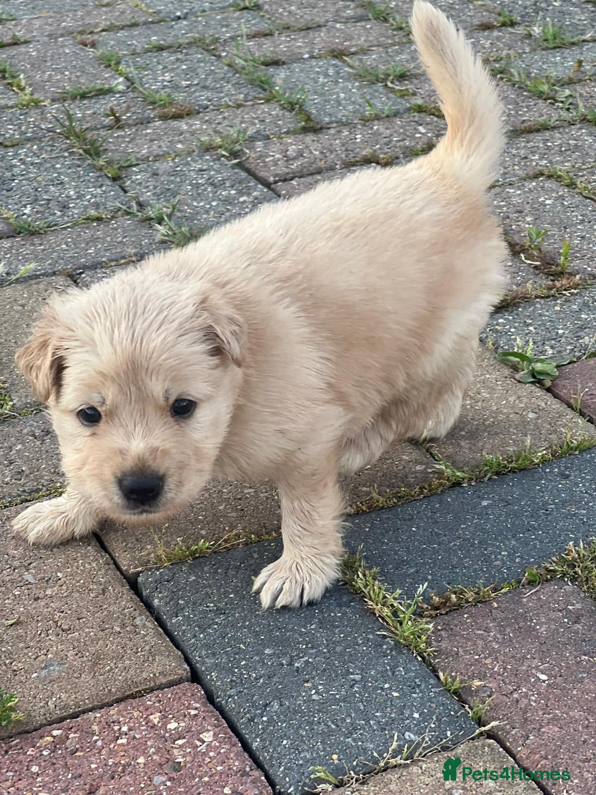 Mixed Breed dogs German Shepherd cross staff - Advert 1