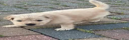 Mixed Breed dogs for sale: German Shepherd cross staff in Leighton Buzzard - Advert 1