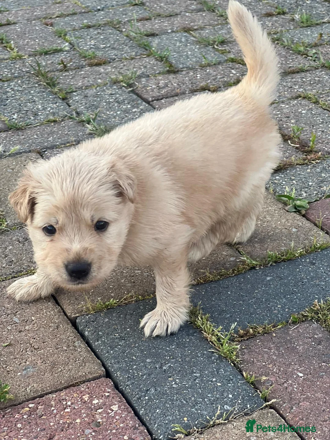 Mixed Breed dogs for sale: German Shepherd cross staff in Leighton Buzzard - Advert 1