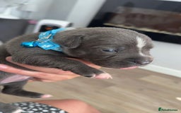 Staffordshire Bull Terrier dogs for sale: Blue staff puppies for sale  - Image 4