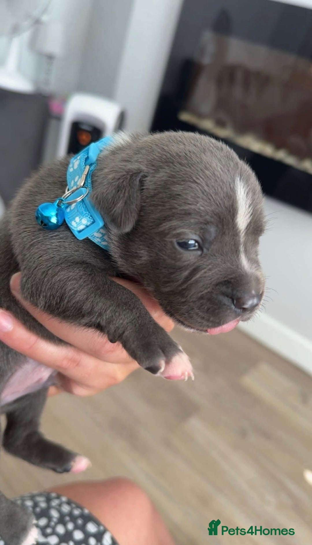 Staffordshire Bull Terrier dogs for sale: Blue staff puppies for sale  - Image 4