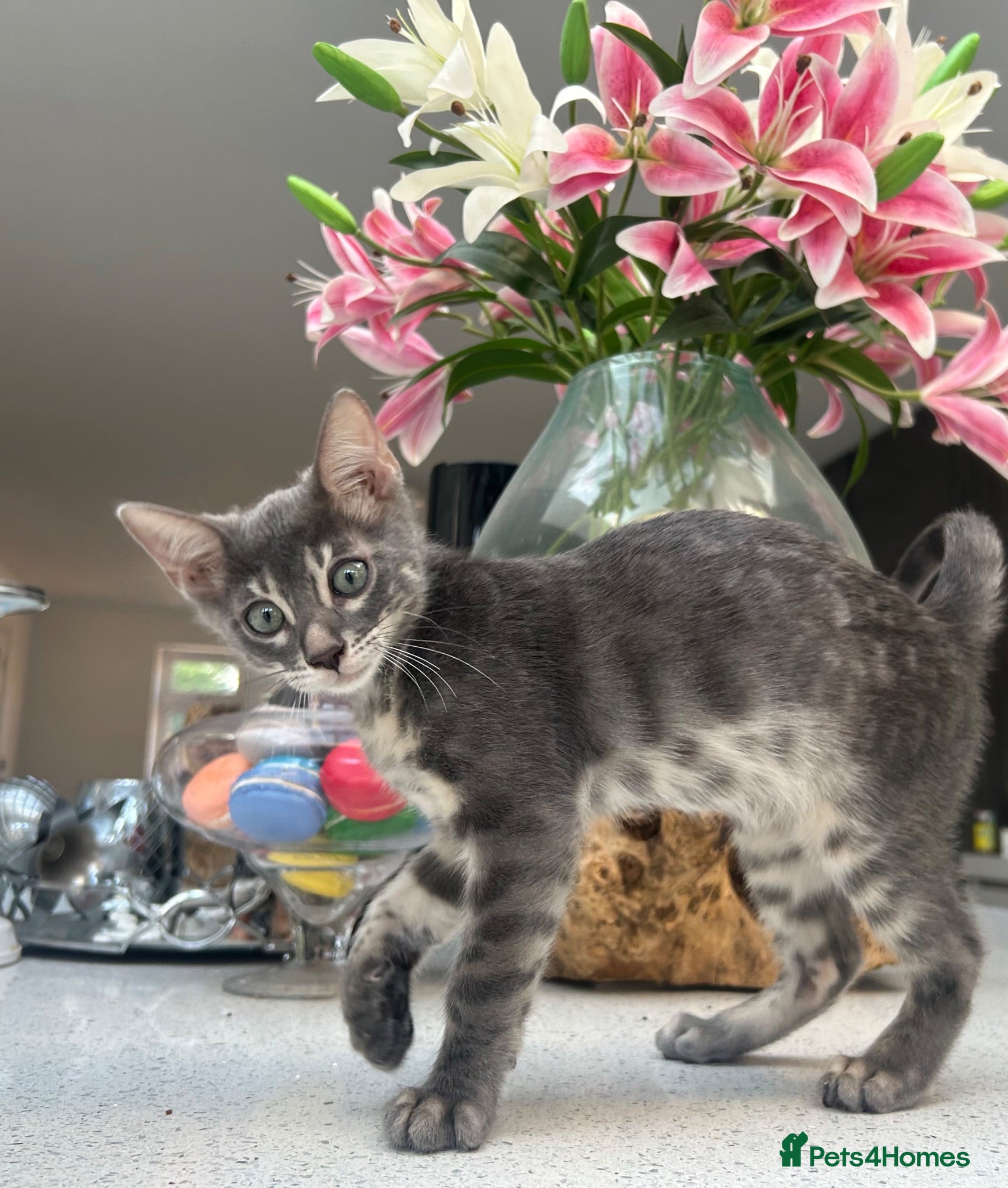 Bengal cats 3 Beautiful Blue Female TICA Reg Bengal kittens  - Advert 11