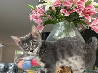 Bengal cats 3 Beautiful Blue Female TICA Reg Bengal kittens - Advert 11