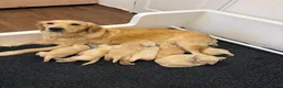 Golden Retriever dogs for sale: KC Registered Golden Retriever Puppies  - Advert 1
